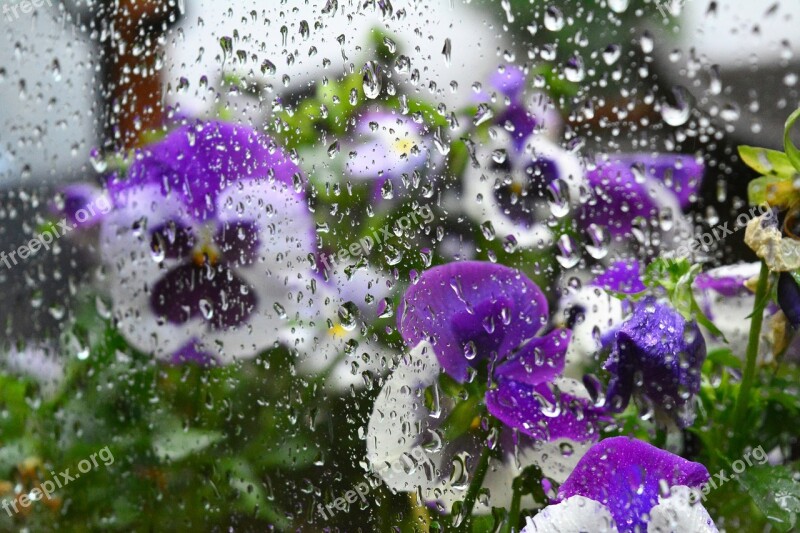 Violet Rain Window Flowers Raindrop