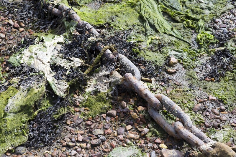 Low Tide Mooring Chain Algae Seaweed Free Photos