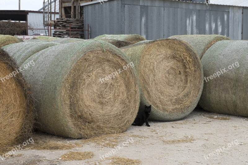 Black Cat Hay Bales Agriculture Farm