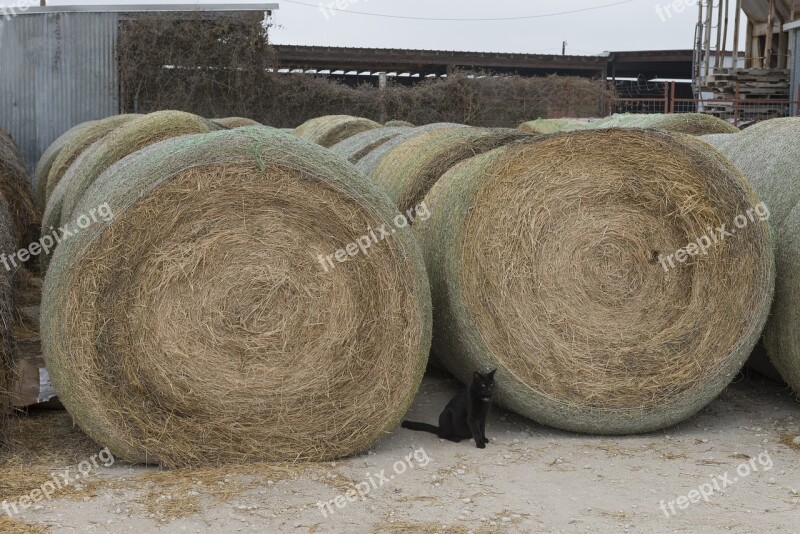 Black Cat Hay Bales Agriculture Farm