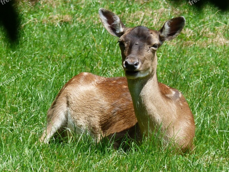 Damm Wild Nature Forest Roe Deer Free Photos