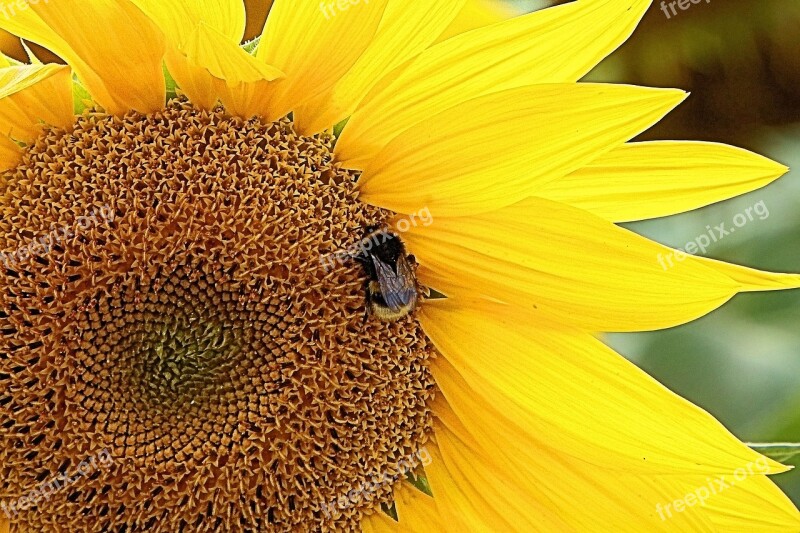 Sunflower Hummel Insect Yellow Summer