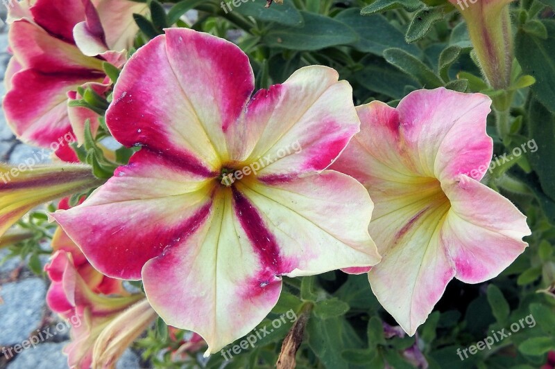 Petunia Flowers Garden Petunia Ornamental Plant Bloom