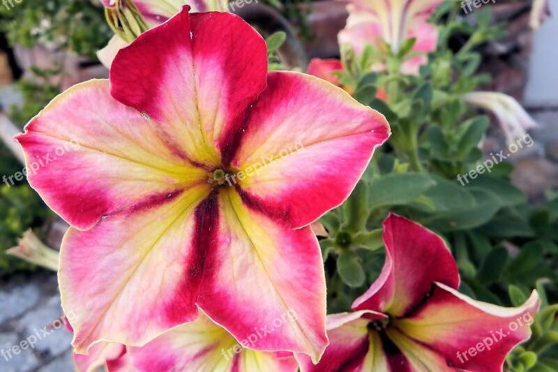 Petunia Flowers Garden Petunia Ornamental Plant Bloom