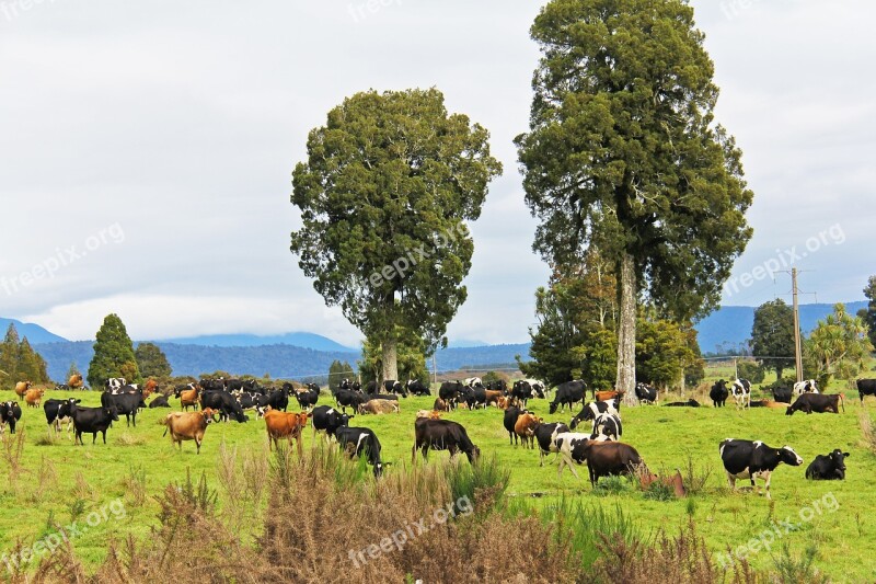 Cow Farm State Highway 6 Nature Autumn