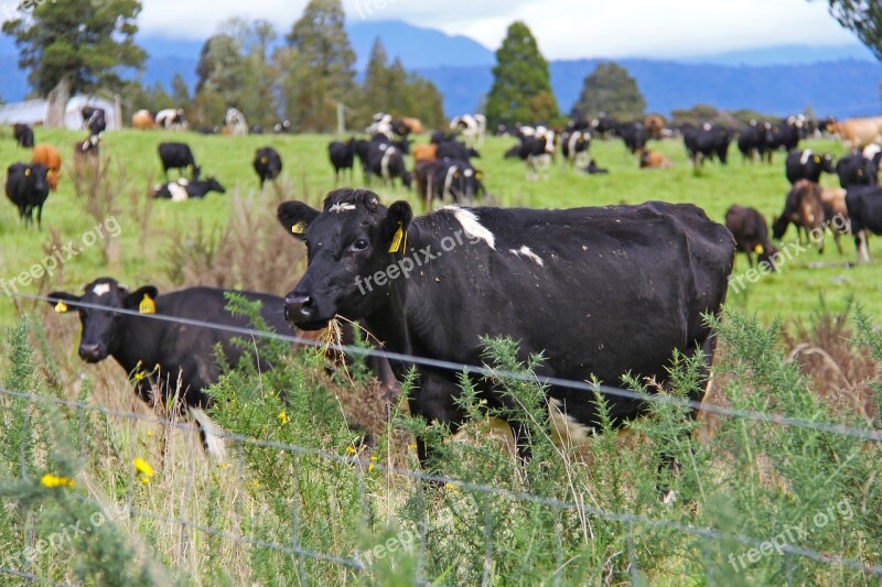 Cow Farm State Highway 6 Nature Autumn