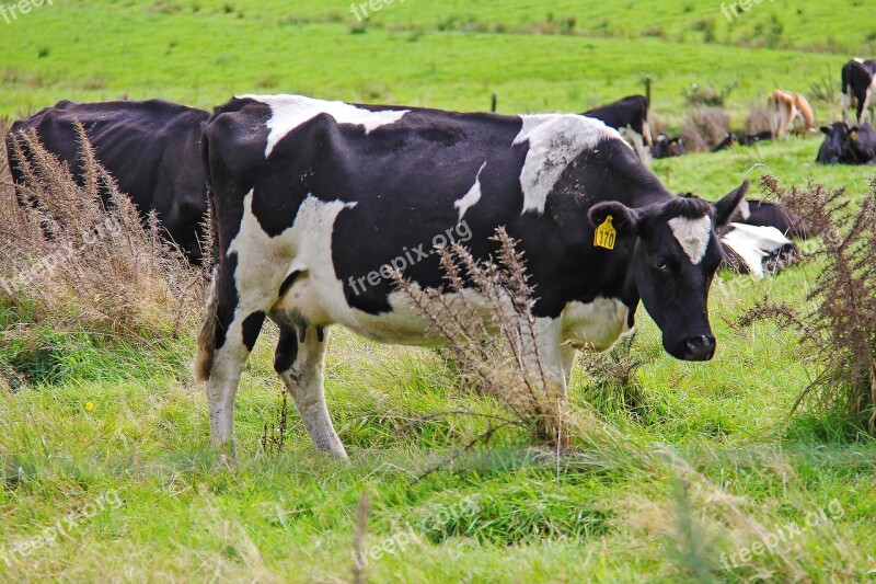 Cow Farm State Highway 6 Nature Autumn