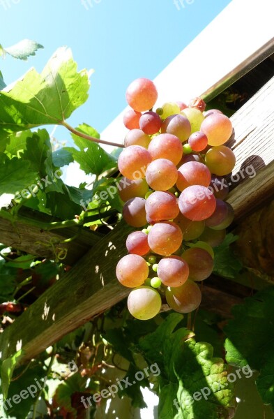 Autumn October Weather Wine Grapes