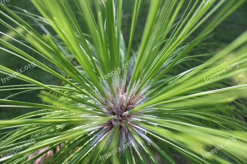 Longleaf Pine Pine Longleaf Forest Natural