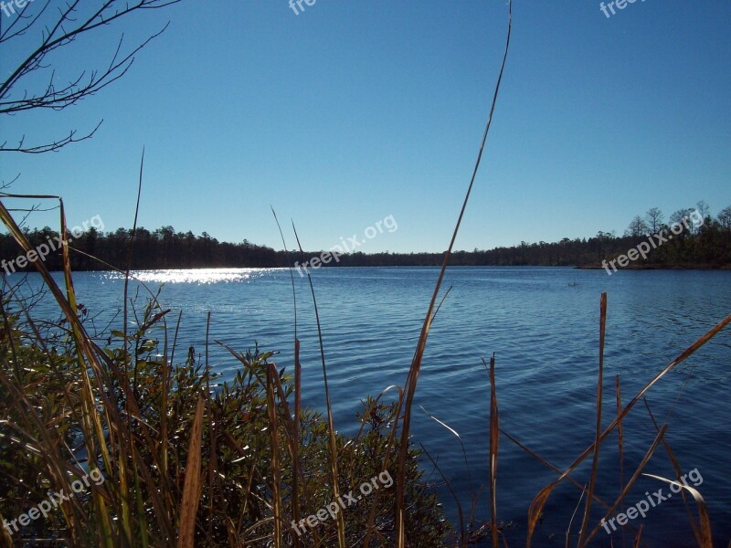 Water Freshwater Reeds Freshwater Pond Nature