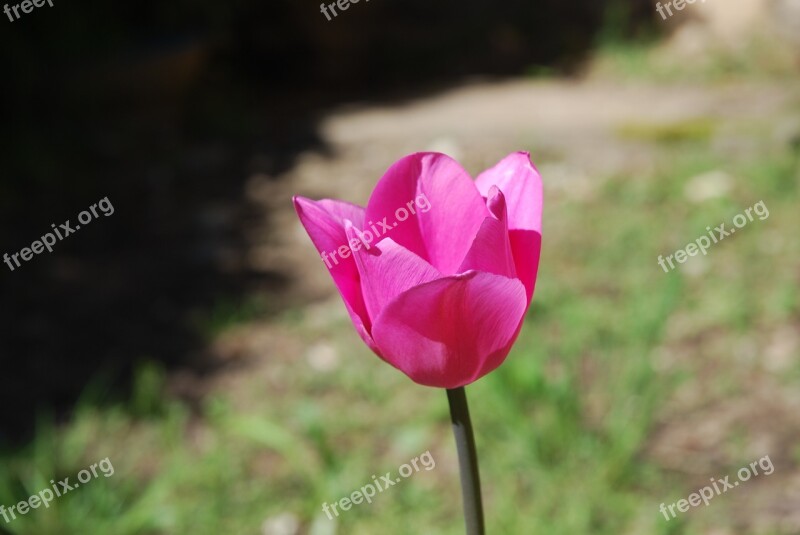 Tulip Flowers Pink Rose Petals Pink Tulip