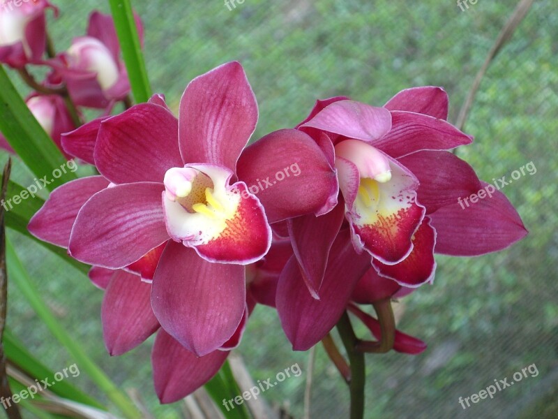 Flower Garden Flowers Orquidea Orchid Pink