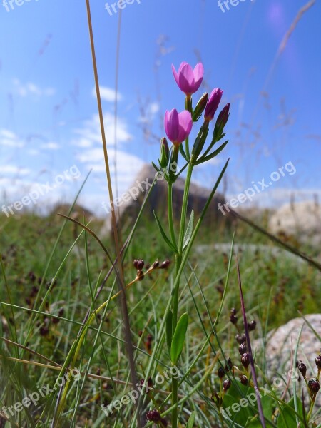 Purple Flower Stones Beach Oland Free Photos