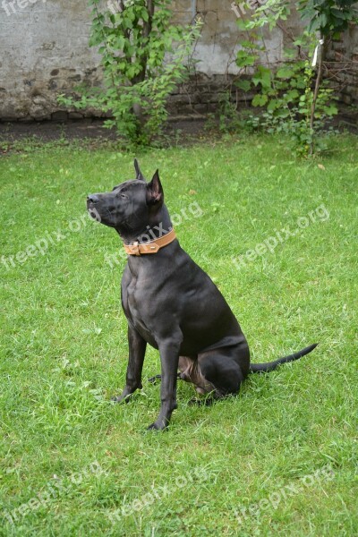 Dog Enjoy The Sun Enjoy Garden Dog And Garden