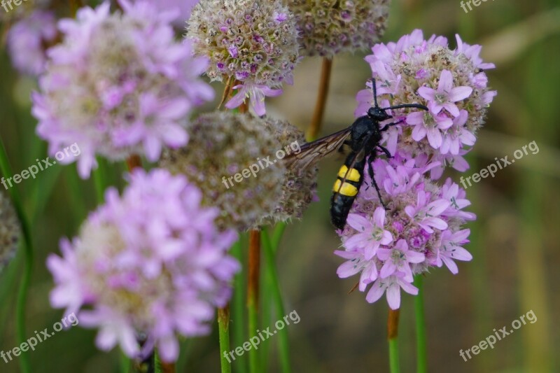 Dagger Wasp Wasp Insect Close Up Free Photos