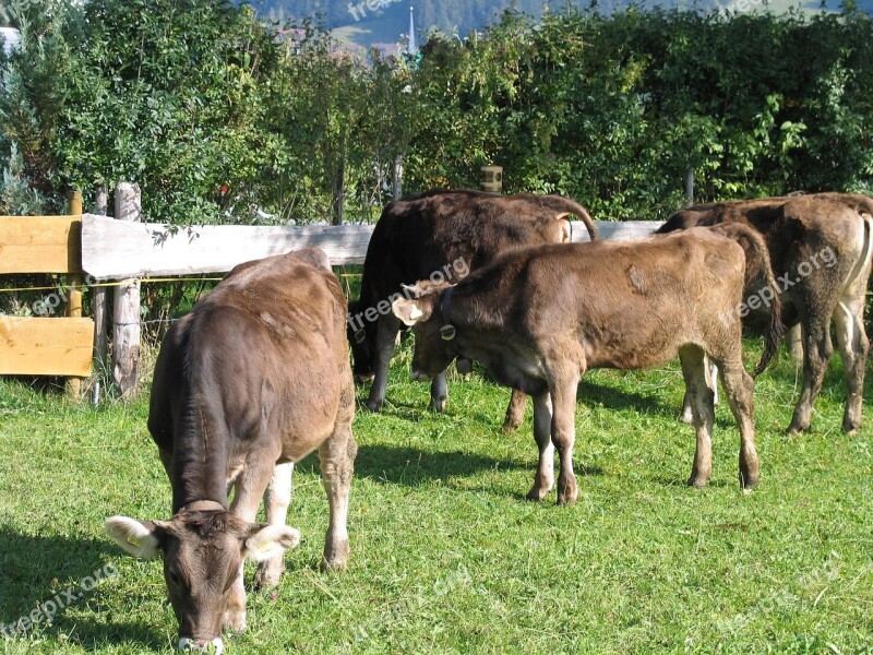 Cows Young Cattle Allgäu Free Photos