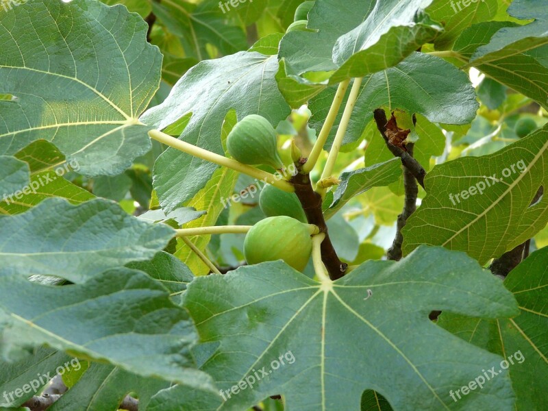 Fig Tree Fig Close Up Fig Leaves Free Photos