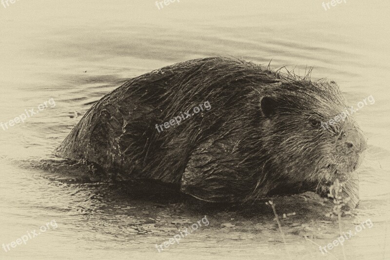 Beaver Eat Water Black And White Retro Look