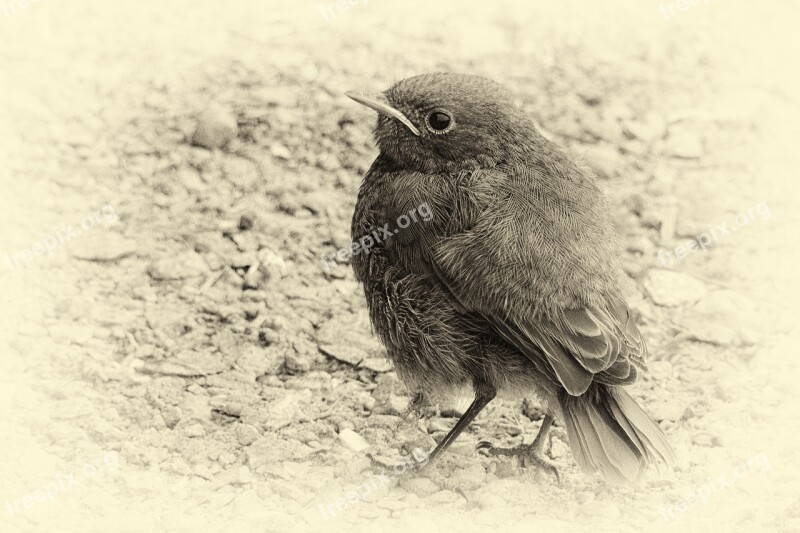 Vergilbtvogel Plumage Black And White Retro Look Wet Plate