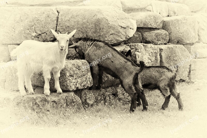 Mountain Goats Black And White Retro Look Wet Plate Free Photos