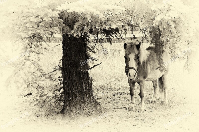 Pony Horse Black And White Retro Look Wet Plate