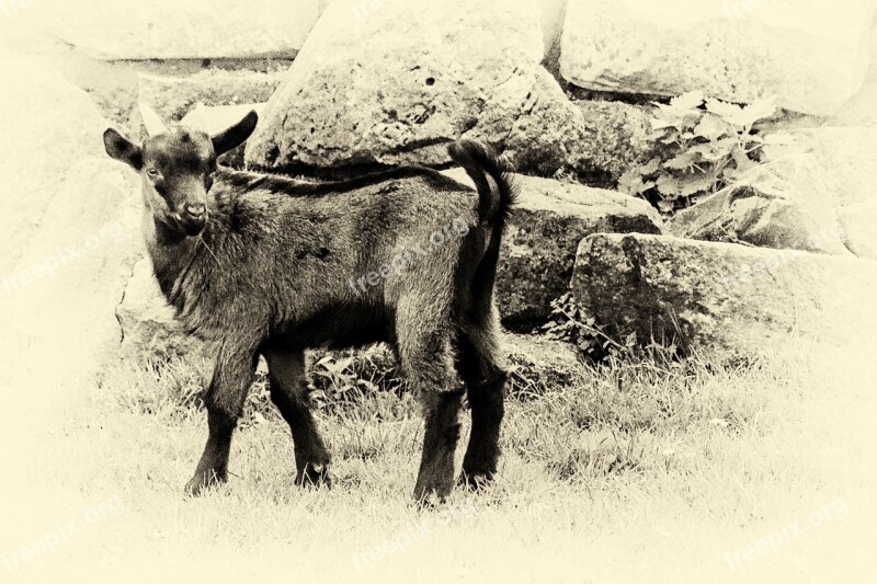 Mountain Goat Black And White Retro Look Wet Plate Free Photos