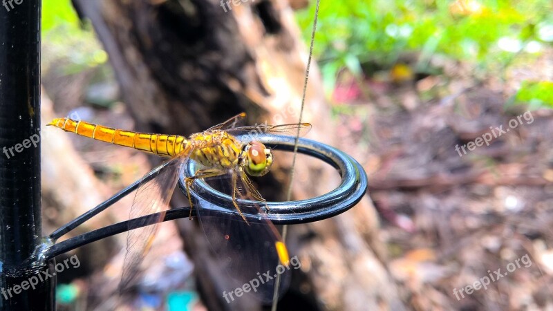 Dragonfly Creature Natural Insects Light