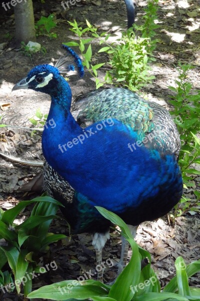 Peacock Bird Crest Blue Animal