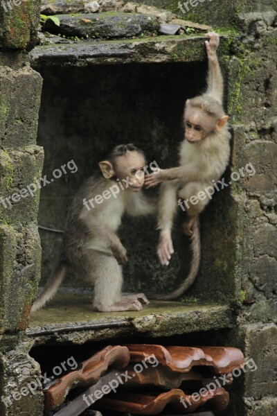 Monkey Wildlife Forest Babies Small