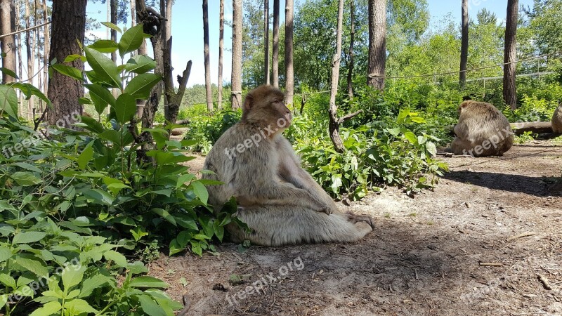 Monkey View Zoo Mammal Animal