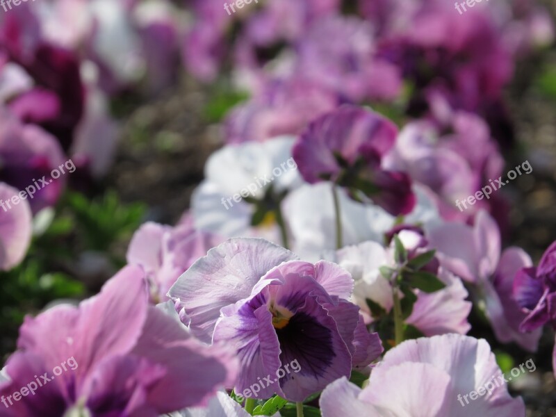 Flower Perfect Love Lilac Purple Garden