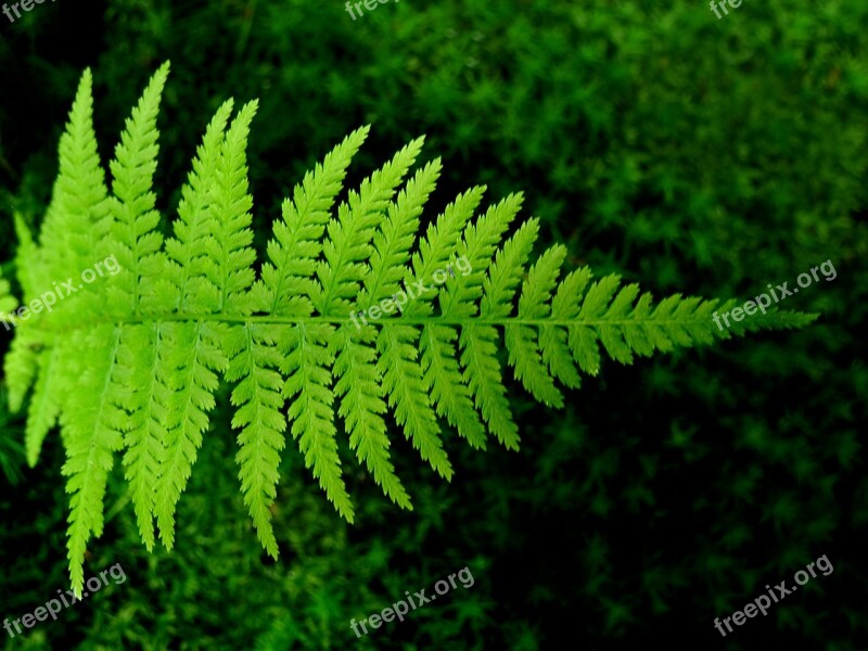 Fern Bracken Green Free Photos