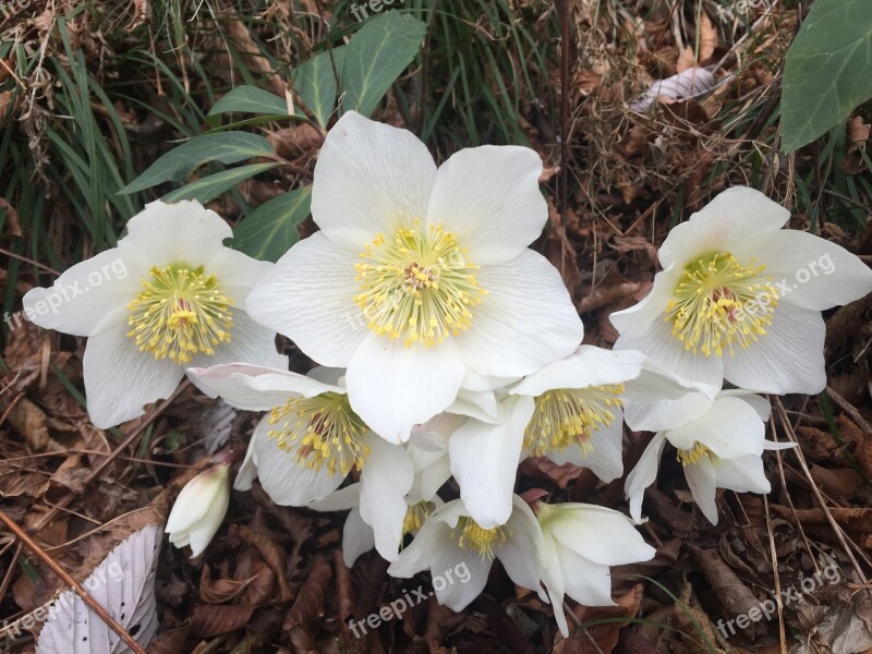 Hellebores Flowers Mountain Spring Varese