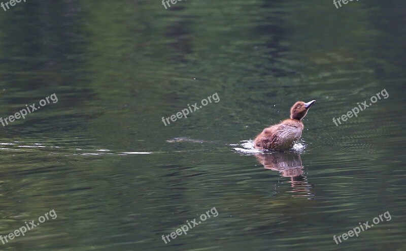 Duckling Little Duck Floats Fast Sailing Speed