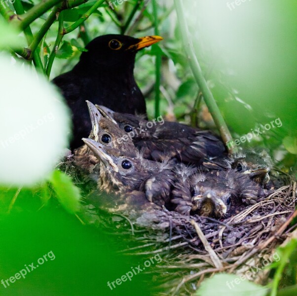 Nestling Bird Nest Nature Baby