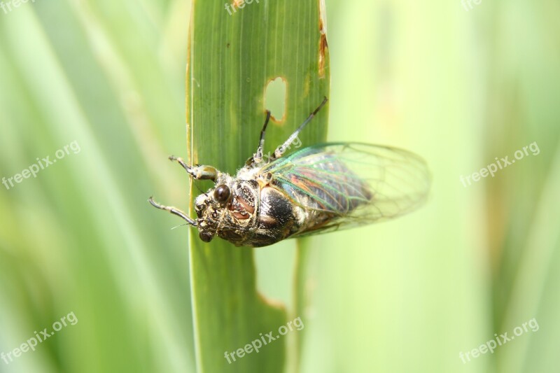 Cicada Macro Garden Free Photos