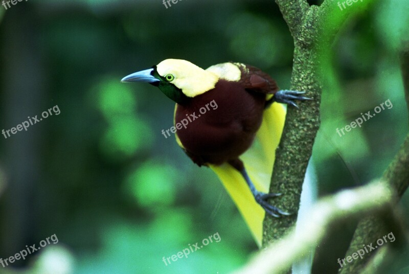 Animal Aru Asia Avian Beautiful