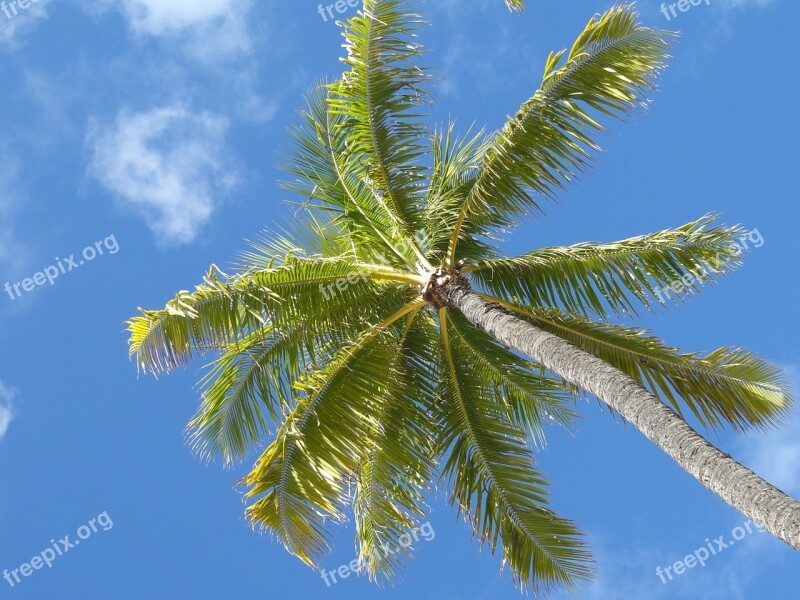 Palm Hawaii Beach Summer Sun