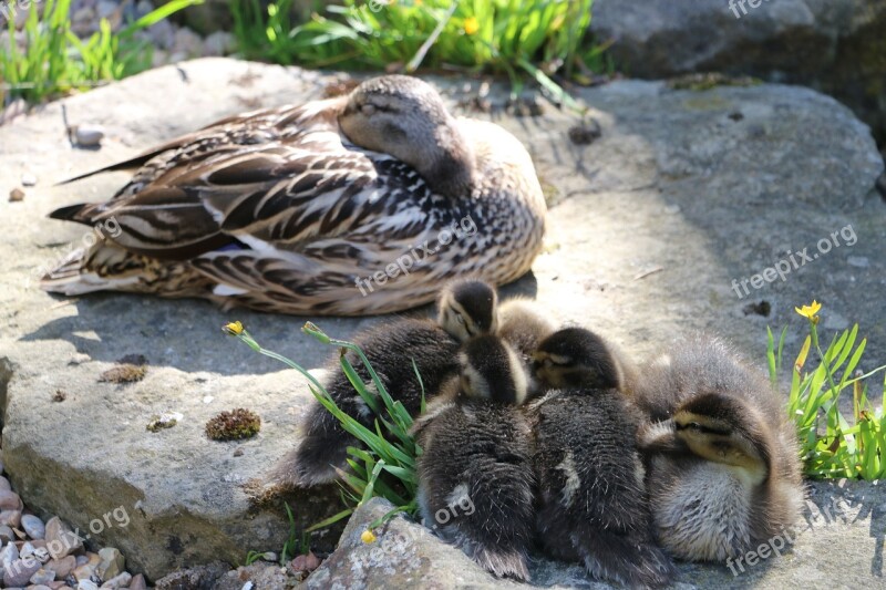 Ducklings England Cotswolds Free Photos