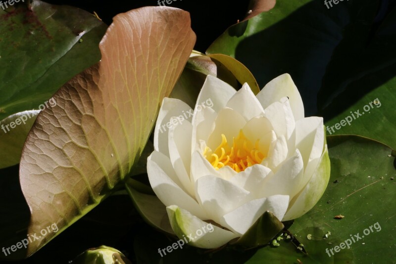 Water Lilly Flower Pond White Cotswolds