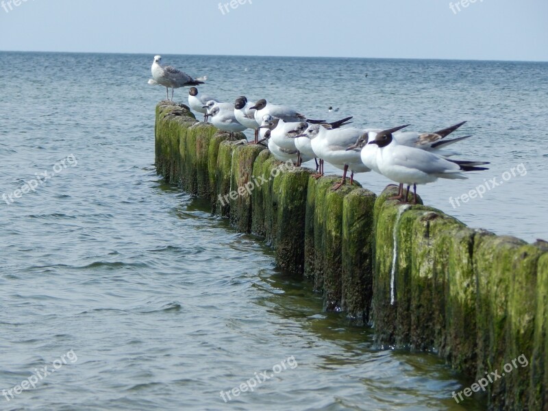 Jetty Breakwater Pier Birds Sea