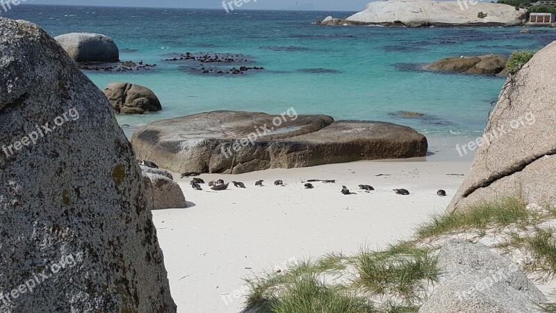 Cape Town Boulders Beach Africa Ocean Nature