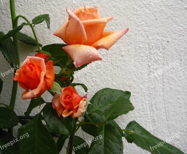 Rose Flowers Orange Rose Close Up Fragrance