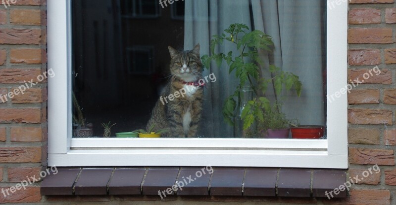 Cat Window Looking Sitting Portrait