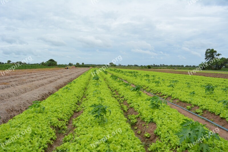 Khmer Vegetable Khmer Lettuce Cambodian Food Khmer