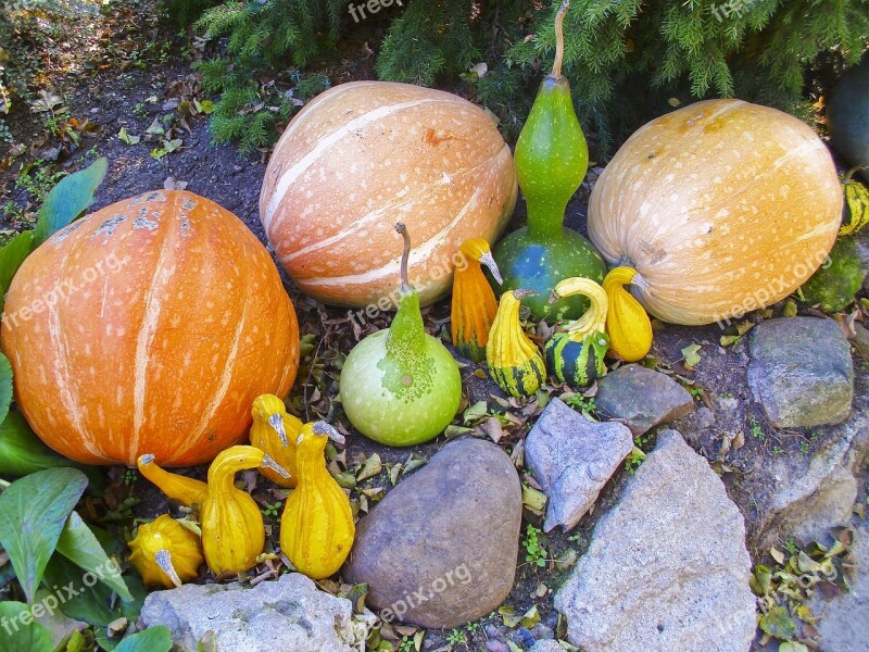 Pumpkins Orange Garden Plants Nature