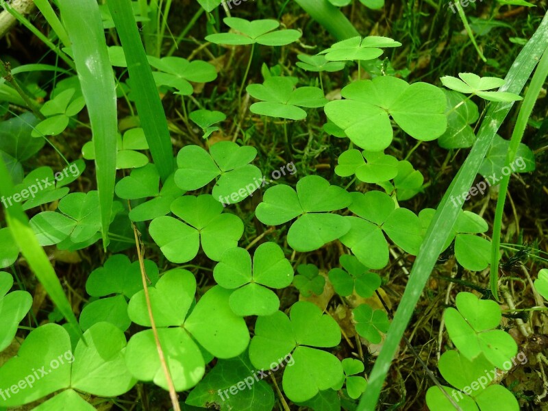 Irish Green Clover Sorrel Shamrock