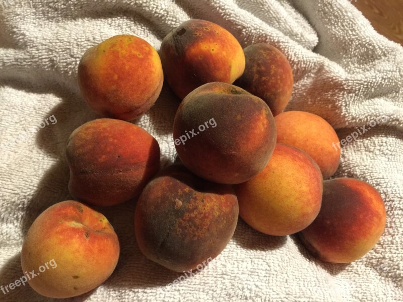 Fruit Peaches Towel Free Photos