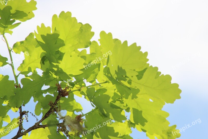 Oak Tree Old Oak Nature Aesthetic