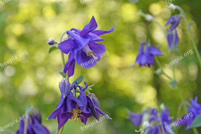 Columbine Flowers Nature Summer Flora